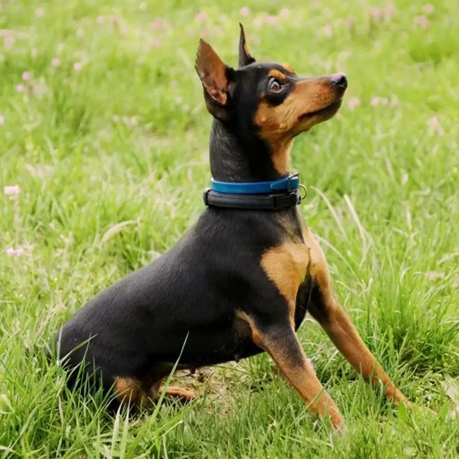 Pinscher dog